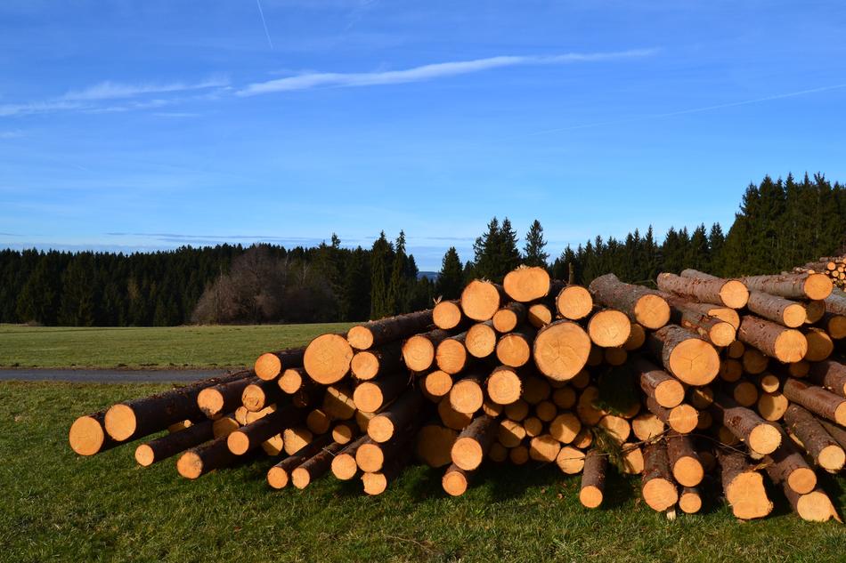 Sky Wood Tree