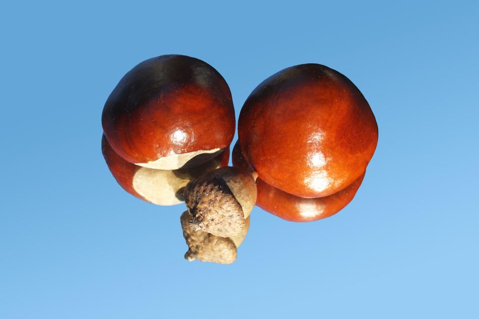 Chestnut Acorn Shiny