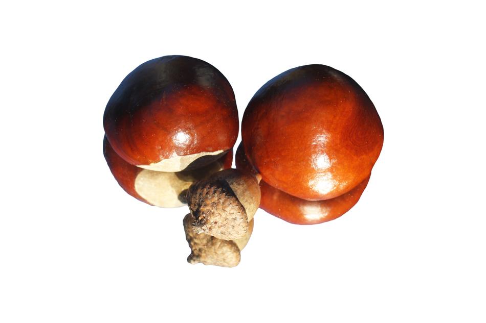 Chestnut Acorn Shiny