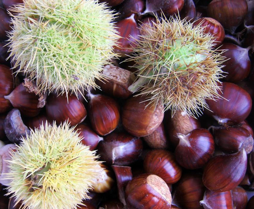 Harvest of brown chestnuts free image download