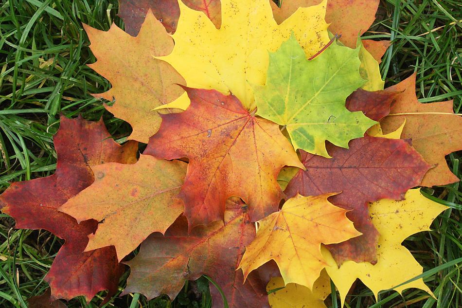Leaves Emerge Colorful