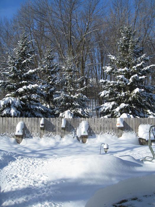 Pine Trees And Snow