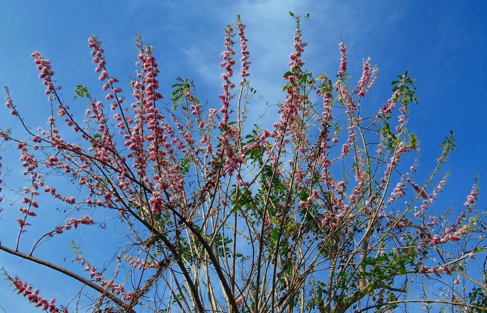 Gliricidia Sepium Mexican Lilac