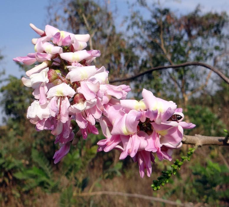 Gliricidia Sepium Mexican Lilac