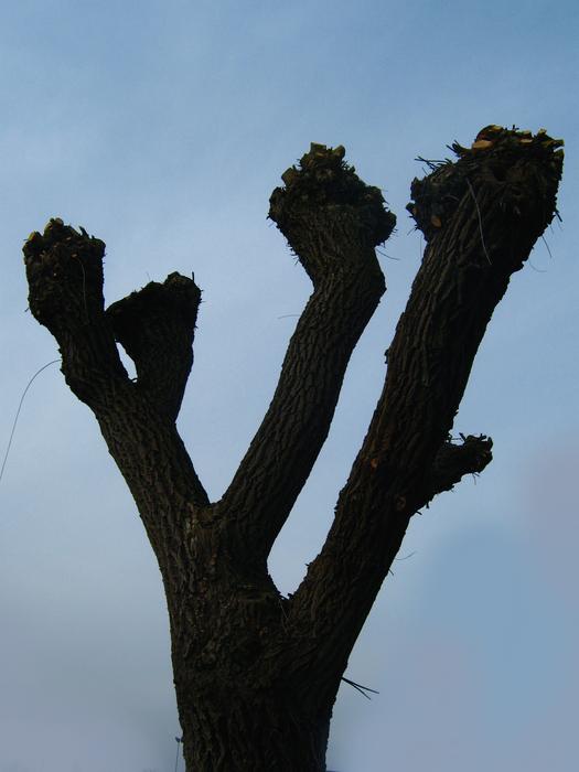 Tree Cut Beschnitten