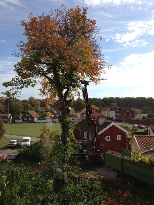 Tree Trimming