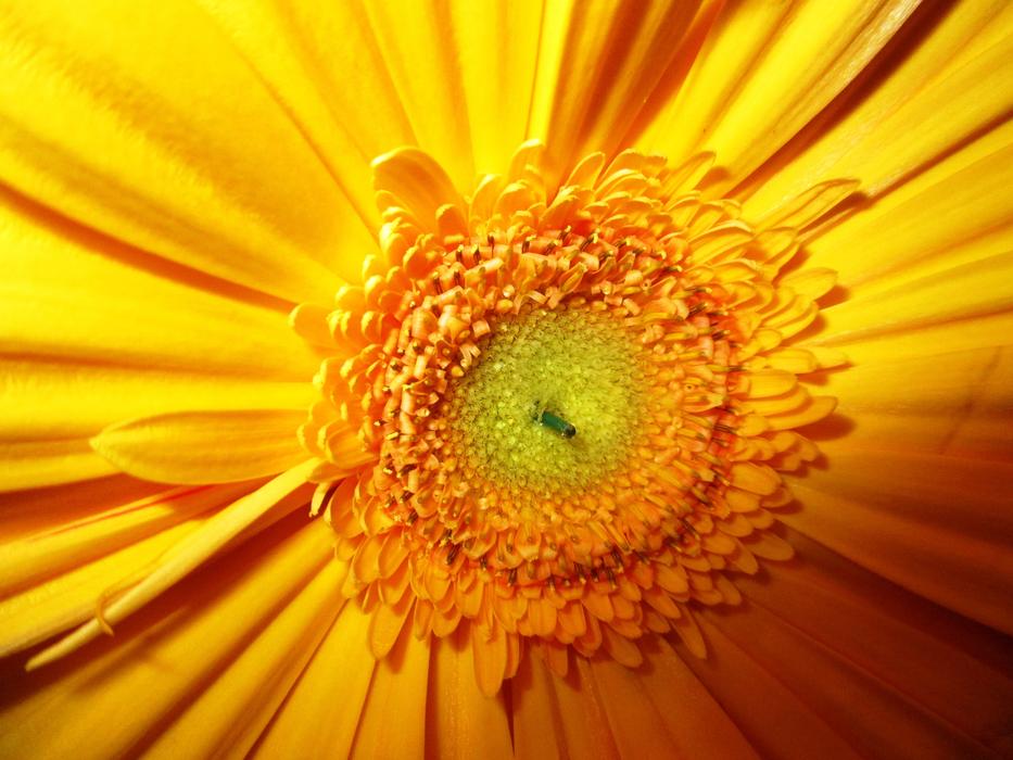 incredibly beautiful Gerbera Flower