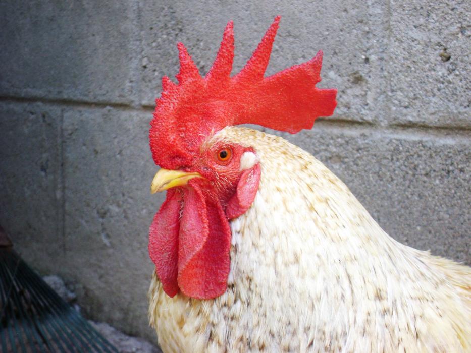 Gallo Crest Red