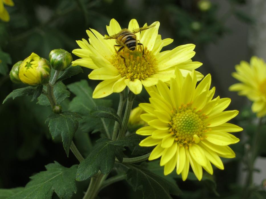 Bee Flowers Chrysanthemum