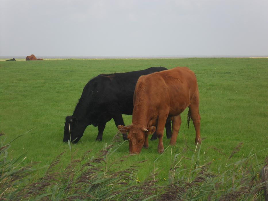 North Sea Cows
