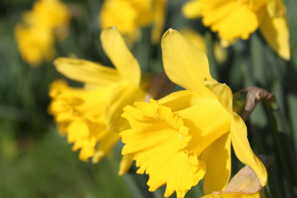 perfect Daffodil Flower