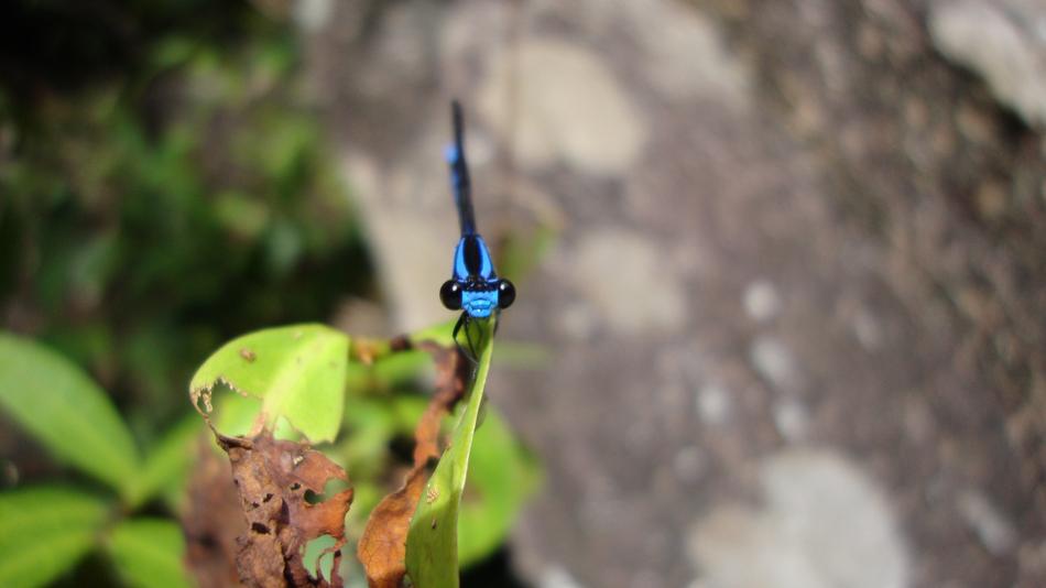 Dragonfly Anisoptera