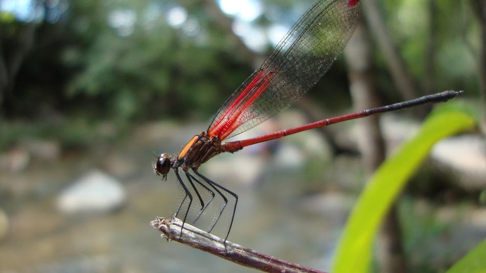 Dragonfly Anisoptera