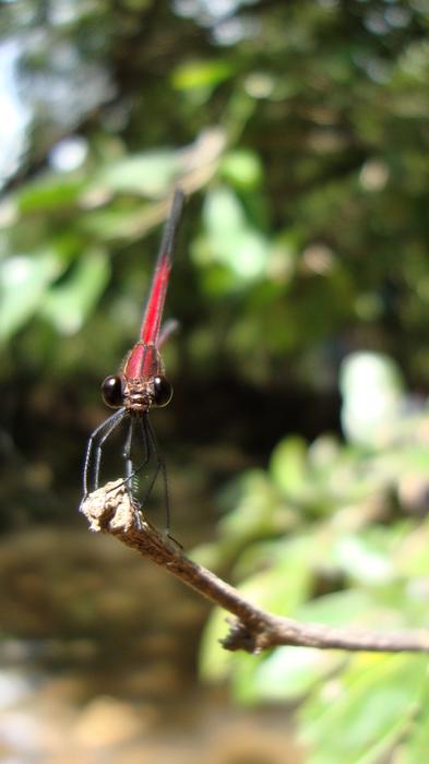 Dragonfly Anisoptera