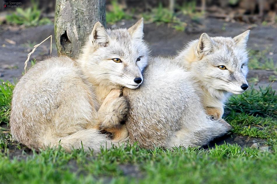 Steppevos Fox