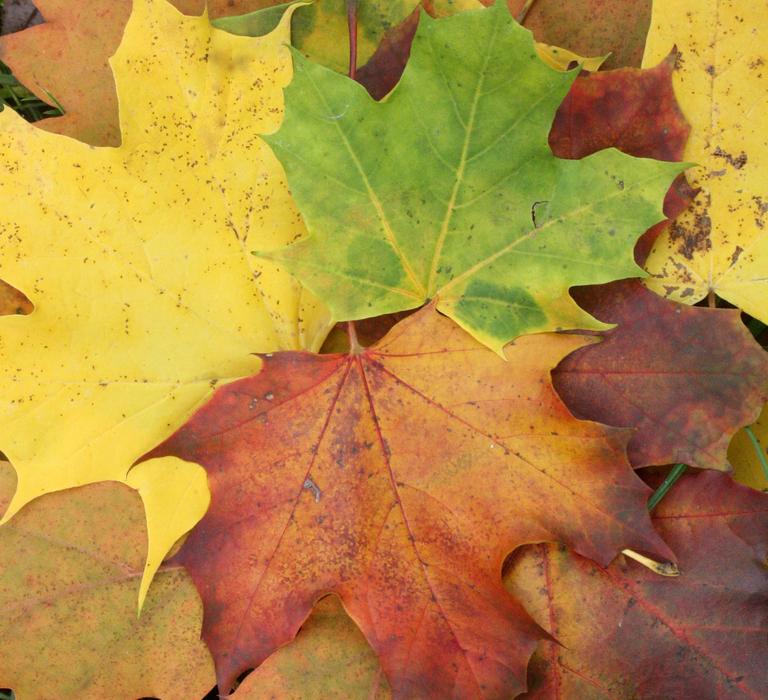 Maple Leaves Autumn