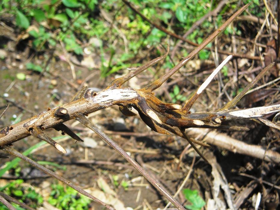 Wood Dahan Twig The