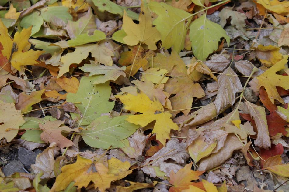 Fall Leaves Golden