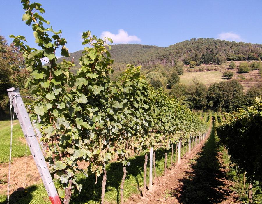 Wine Harvest New