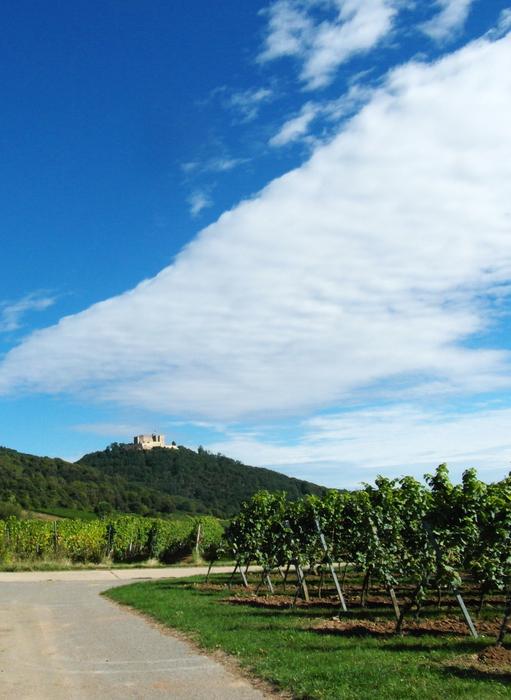 Wine Harvest New