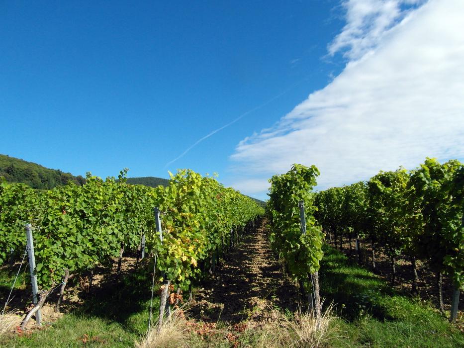 Wine Harvest New