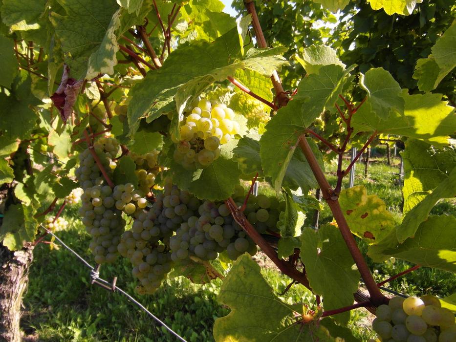 Wine Harvest New