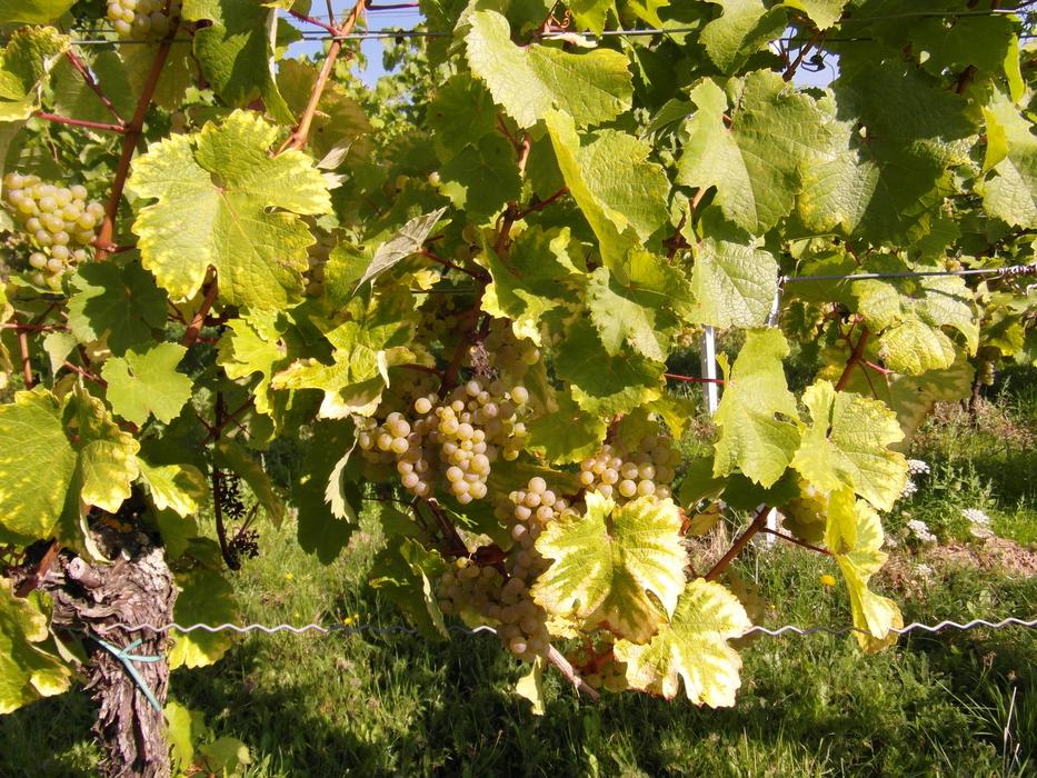 Wine Harvest New foliage