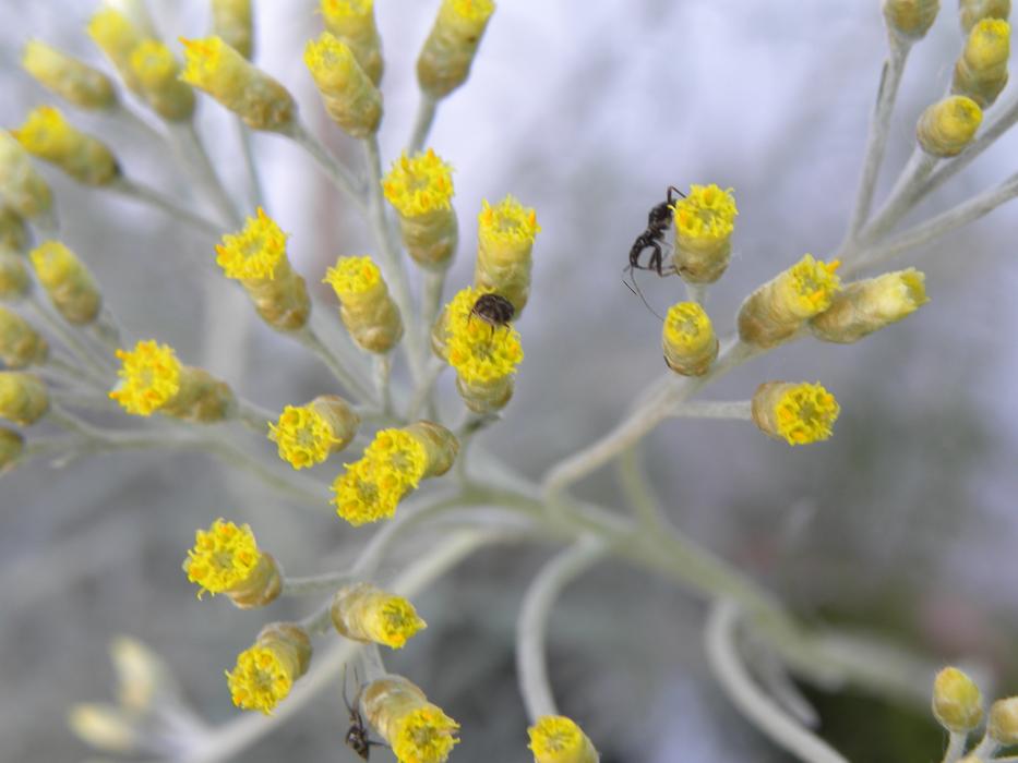 Curry Brush Flowers