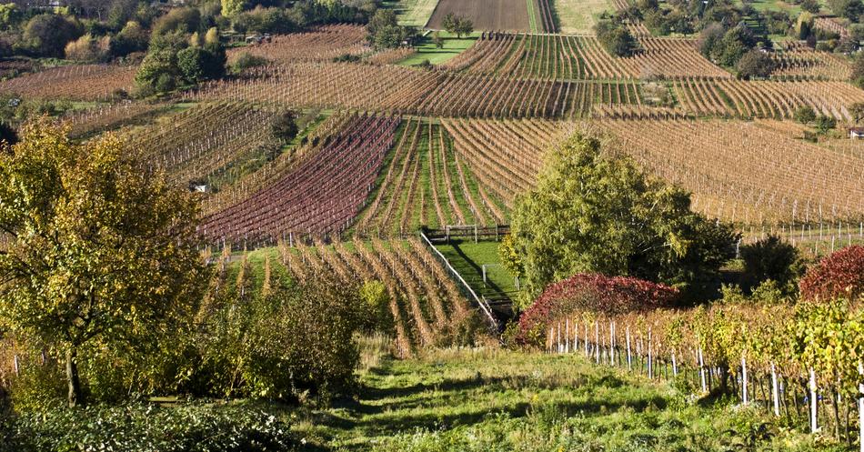 Wine Harvest New