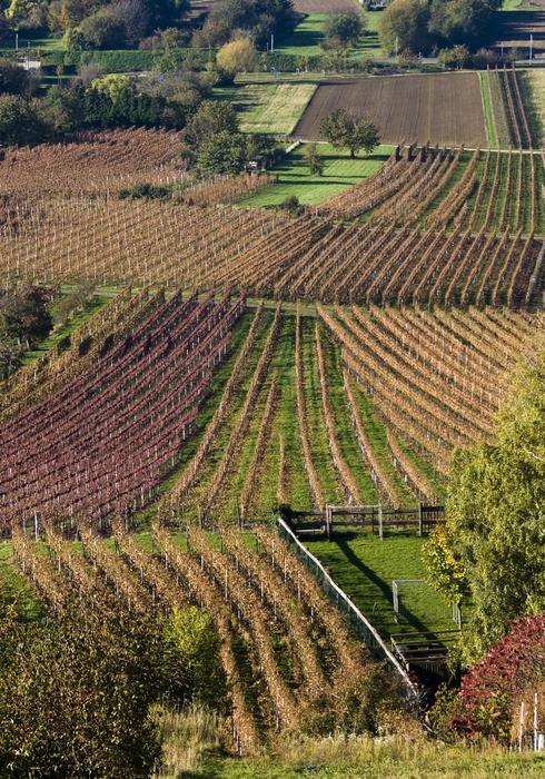 Wine Harvest New