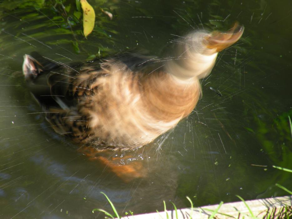 Duck Drop Of Water