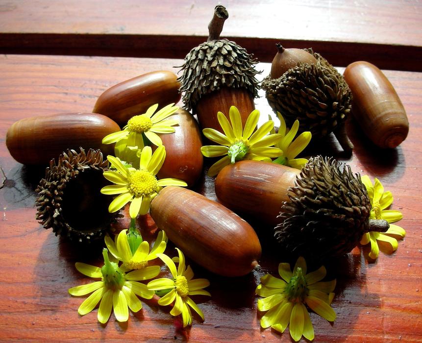 Chamomile Acorns and Flower