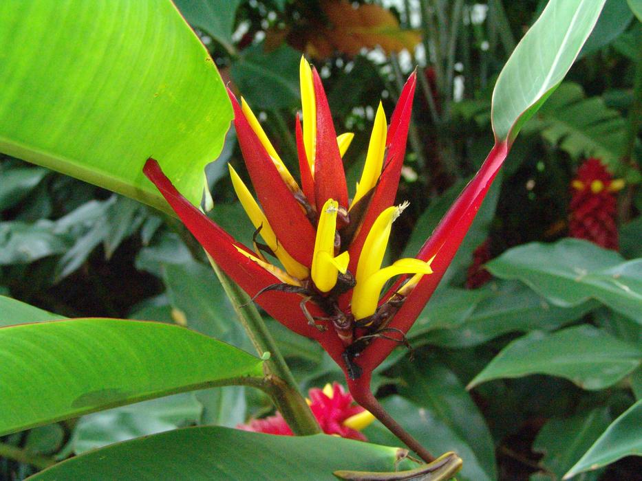 Flowers Tropical Color