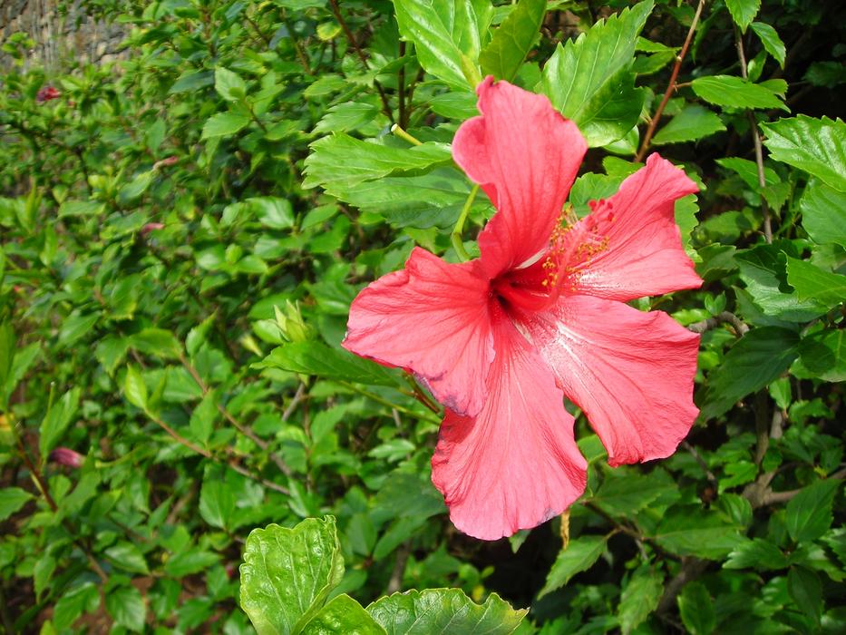 Flowers Tropical Color