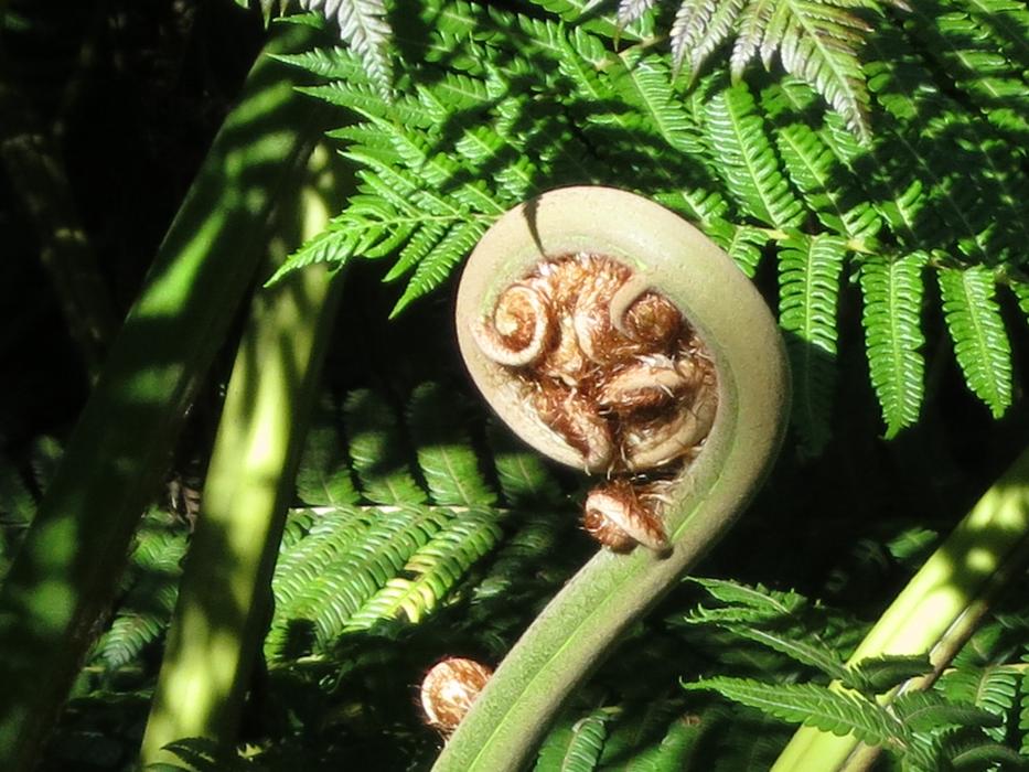 Madeira Fern