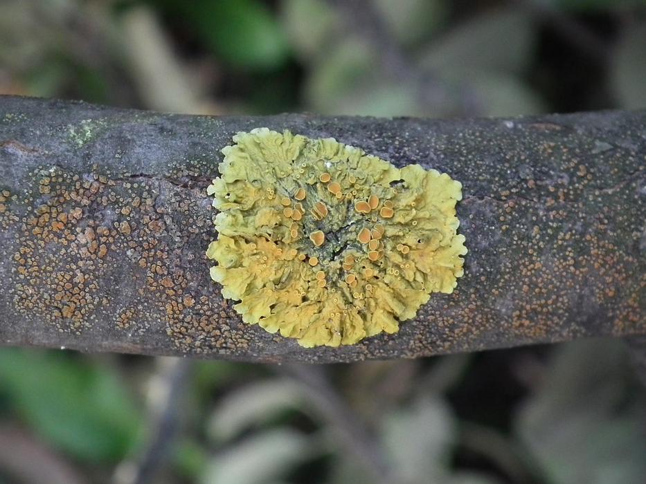 Woody Mushroom Tree