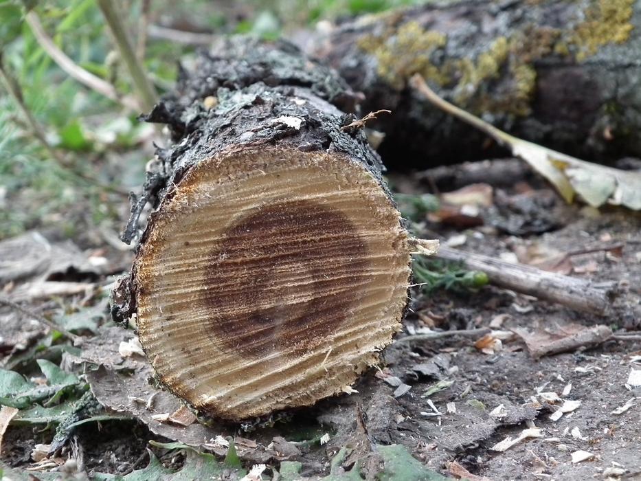 Branch Firewood Tree
