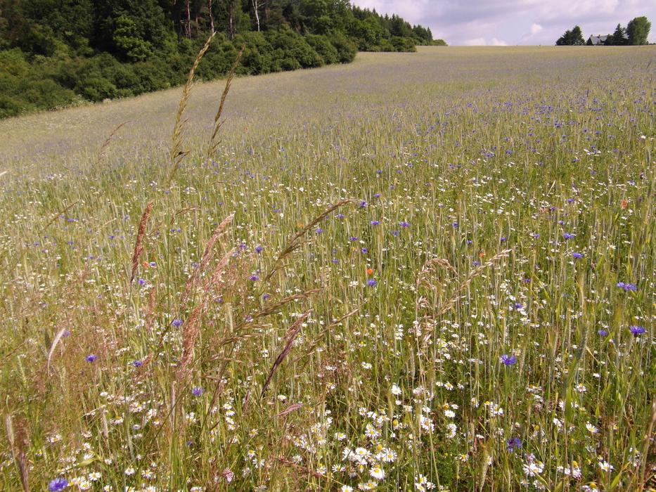 Field Floor Barley