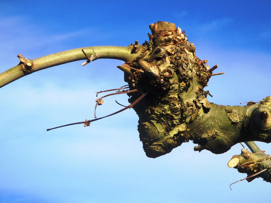 Sycamore Strunk Branch