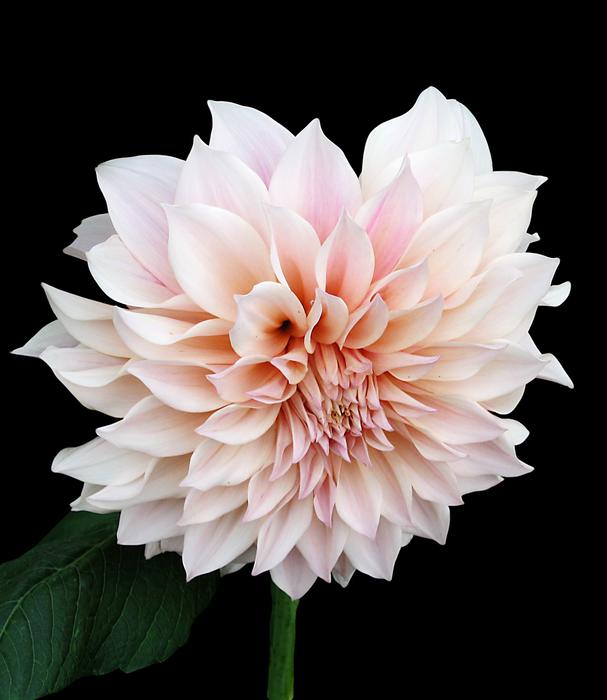 Dahlia Pink Tender