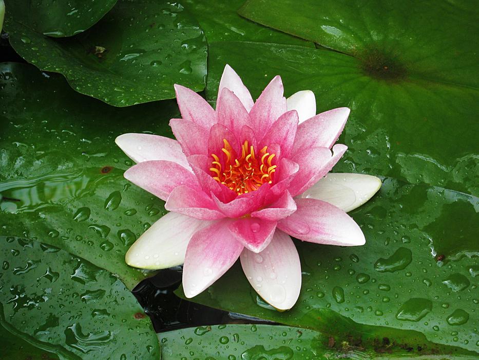 Water Lily Nuphar flower