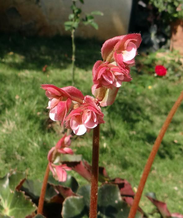 goodly Begonia Flower