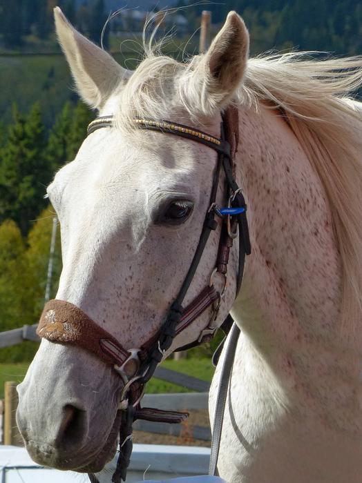 Horse White Ride