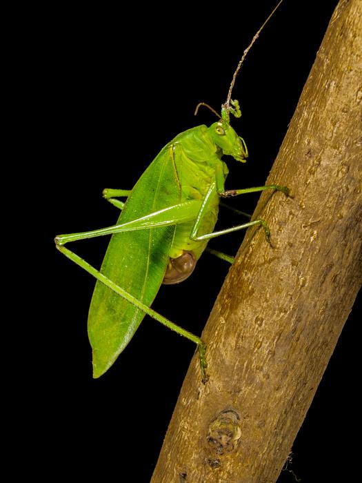 Close Up photo of Grasshopper insect