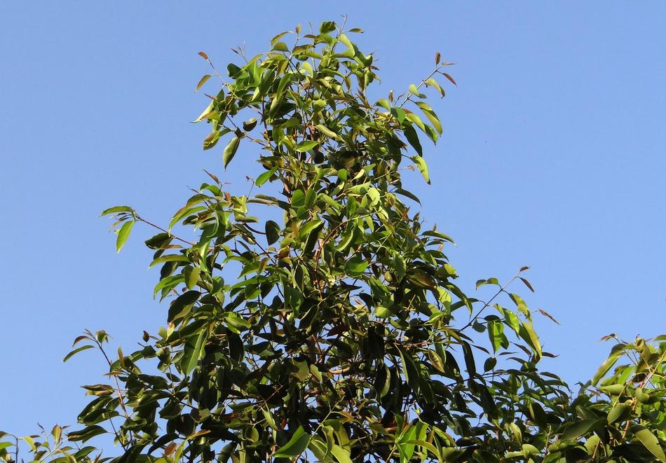 Jamun Tree Syzigium Cumini