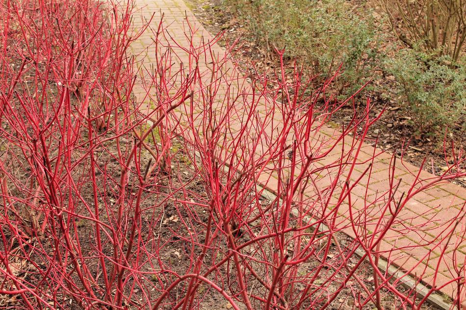 Sidewalk Siberian Dogwood