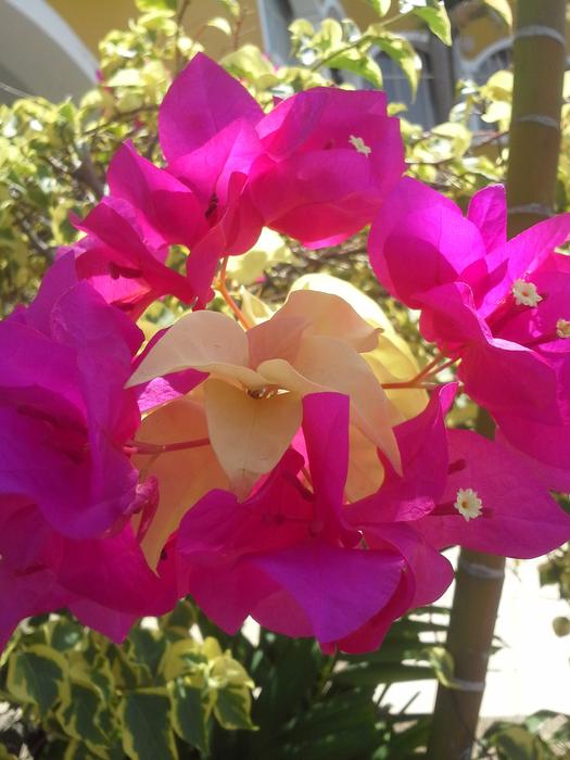 Trinitarian Fuchsia Flower