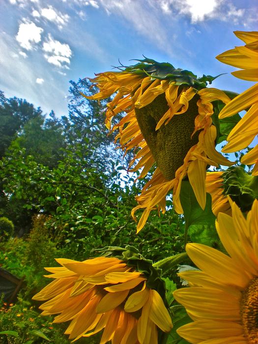 Sunflower Yellow Himmel