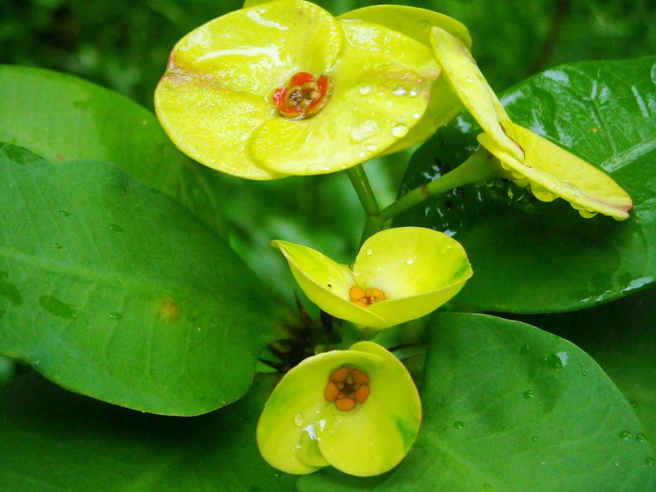 Ephorbia Flowers Yellow