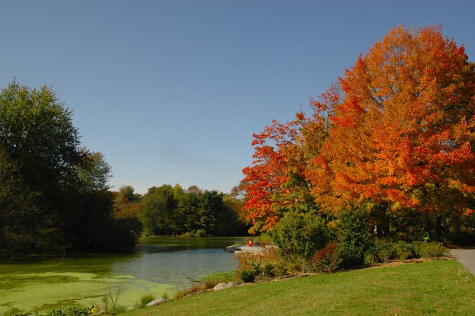 Fall Autumn Golden